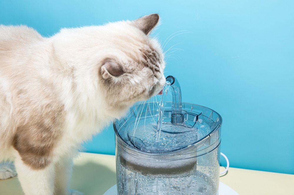 2L Automatic Cat Water Fountain With Faucet Dog Water Dispenser Transparent Drinker Pet Drinking Feeder 2 Filters, Motion Sensor 2L Automatic Cat Water Fountain With Faucet Dog Water Dispenser Transparent Drinker Pet Drinking Feeder 2 Filters, Motion Sensor